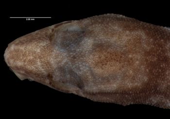 Media type: image;   Herpetology R-73901